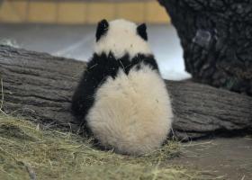 view of a panda baby's back
